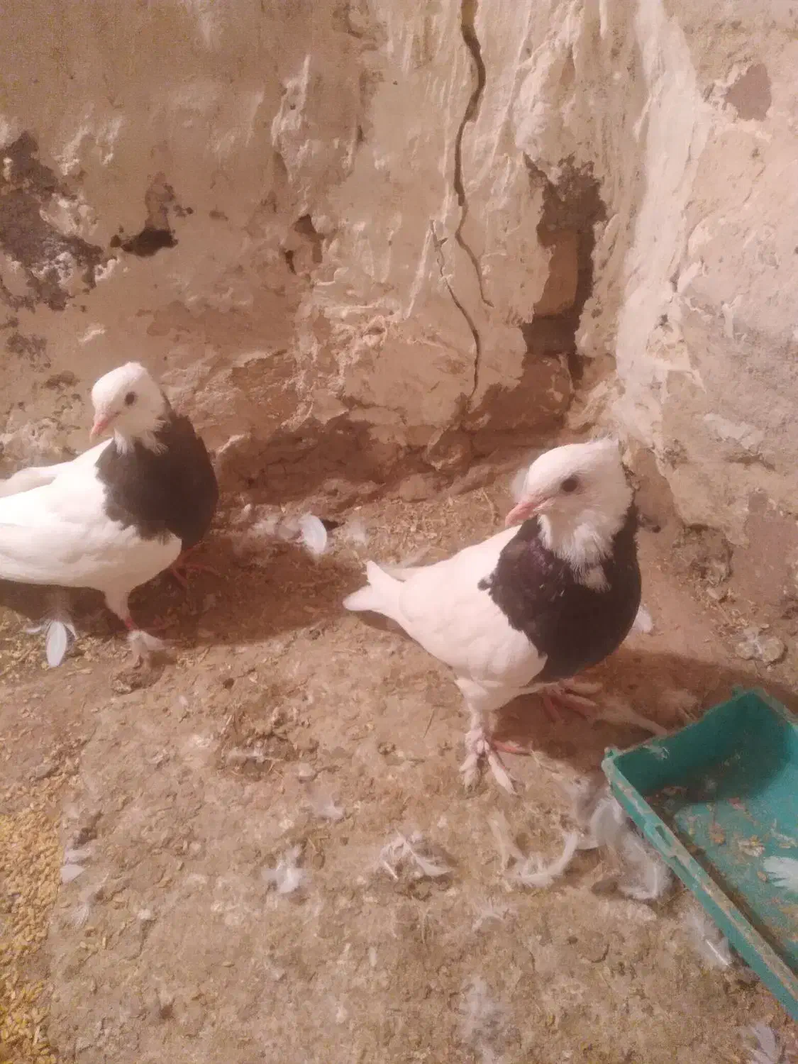 سلام چنتا طوقی فروشی نر ماده|پرنده|ملک‌آباد, |دیوار