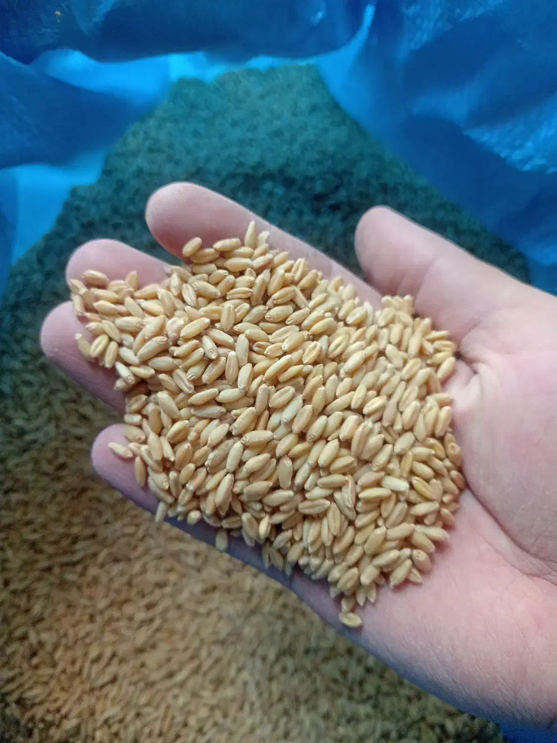 بذرگندم دیم صدرا|خدمات باغبانی و درختکاری|شیرینسو, |دیوار