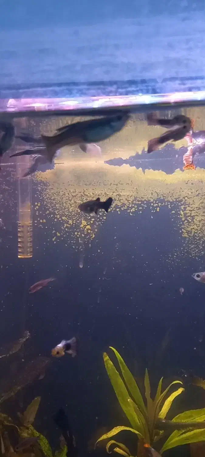 ماهی گوپی آکواریوم|ماهی|نقده, |دیوار