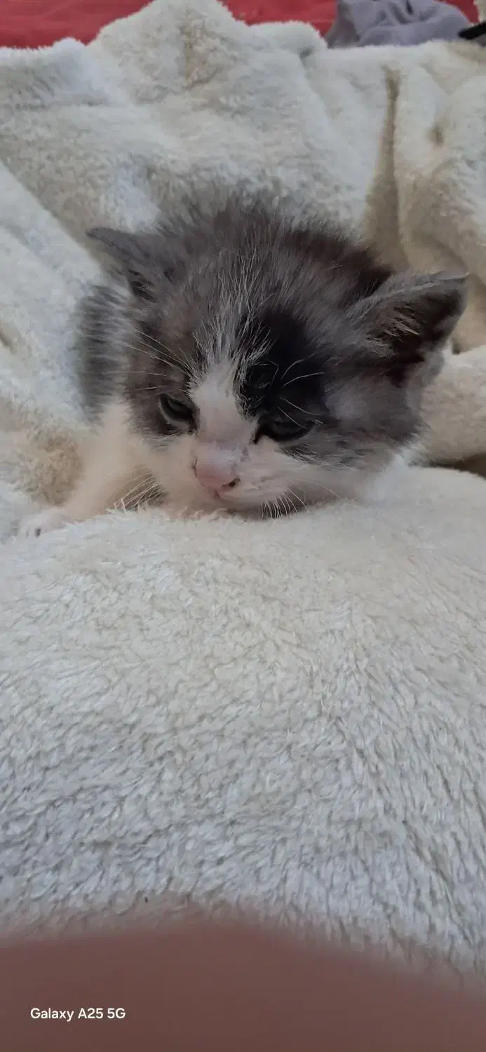 گربه خوشگل|گربه|بجنورد, |دیوار