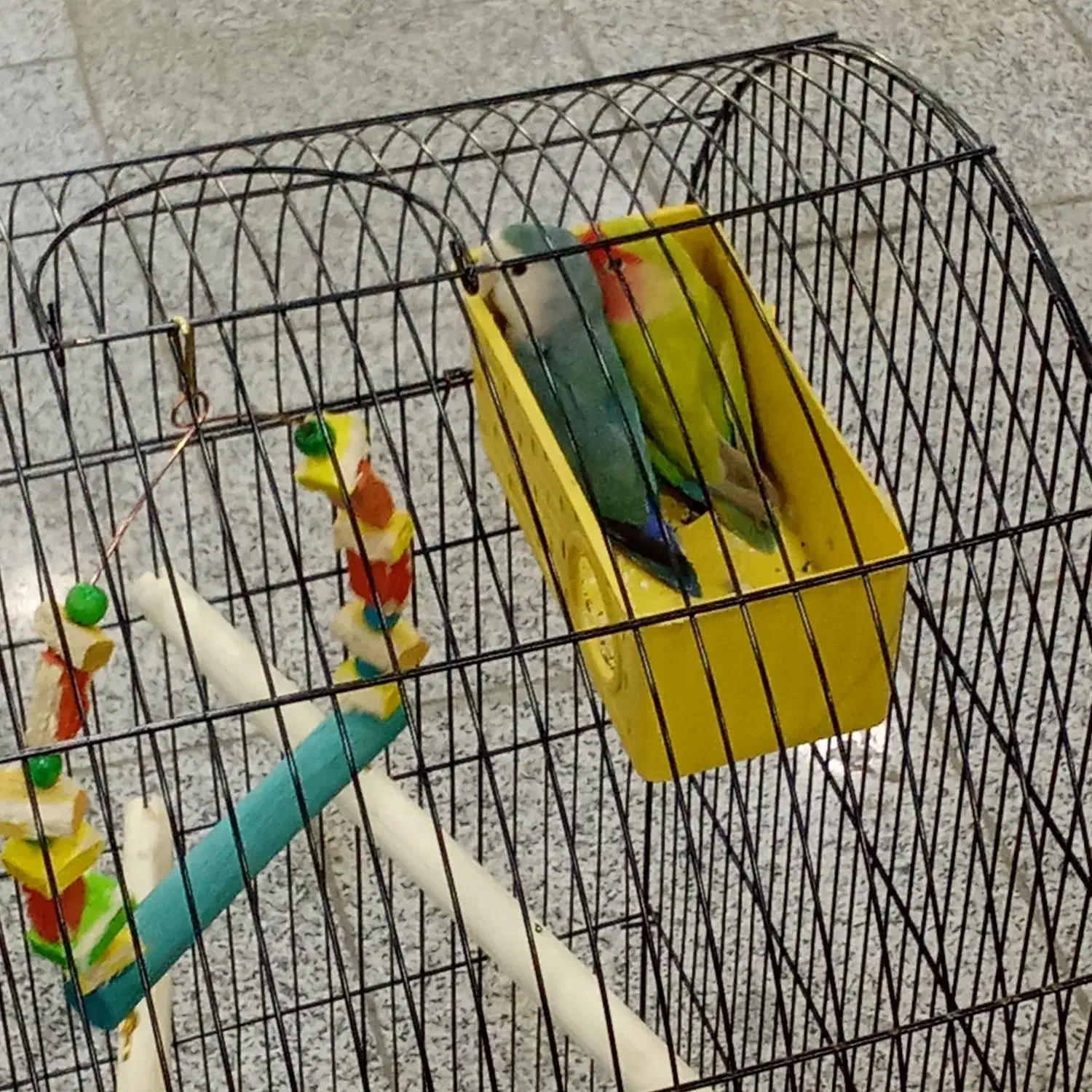 یک جفت طوطی برزیلی|پرنده|ری, علایین|دیوار