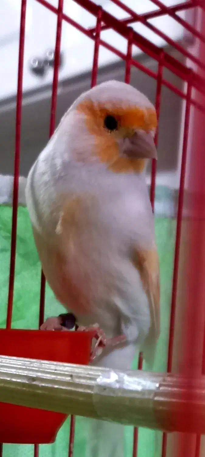 قناری نر|پرنده|سیرجان, |دیوار