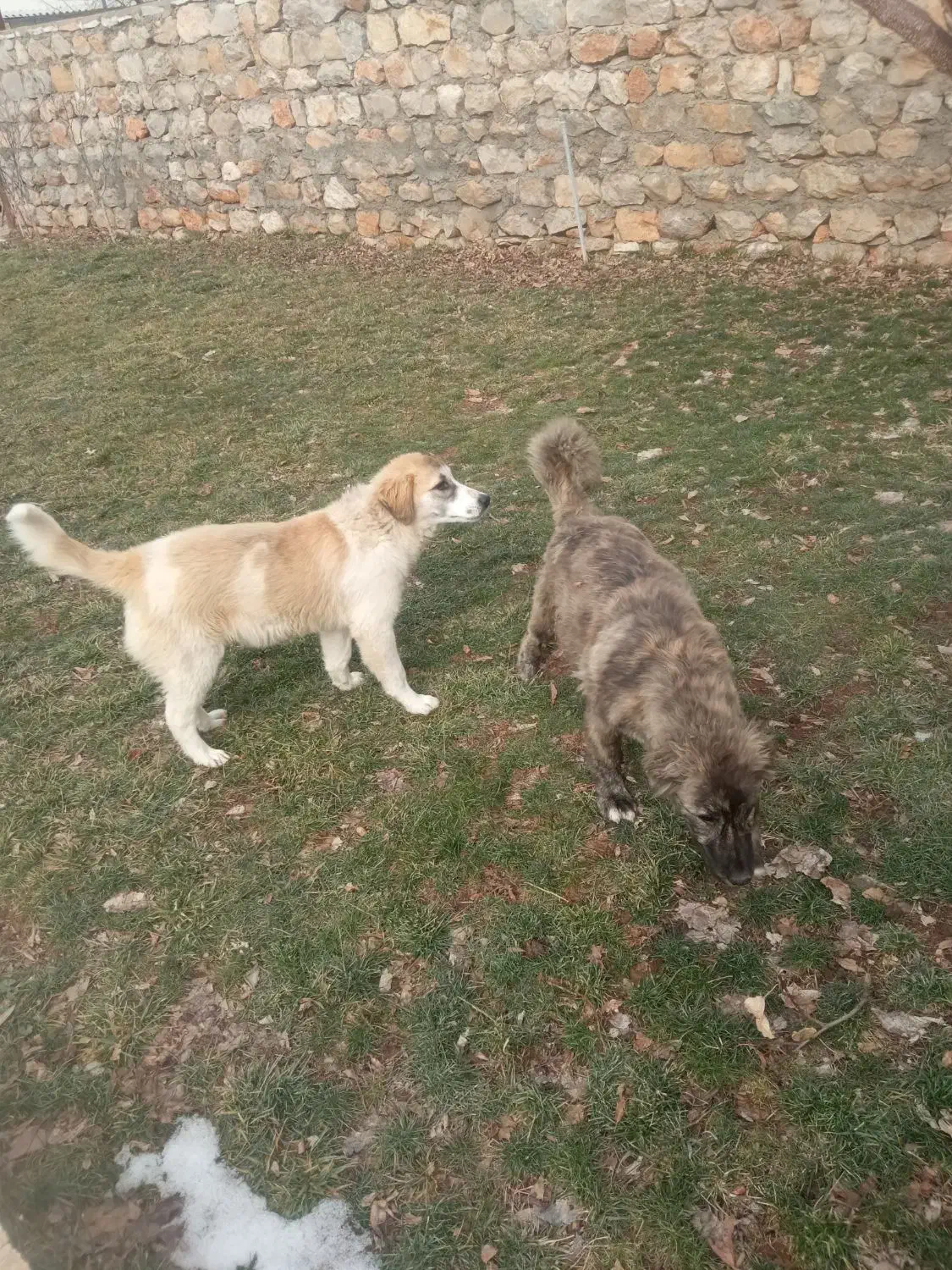 سگ نژاددار|سگ|جوانرود, |دیوار