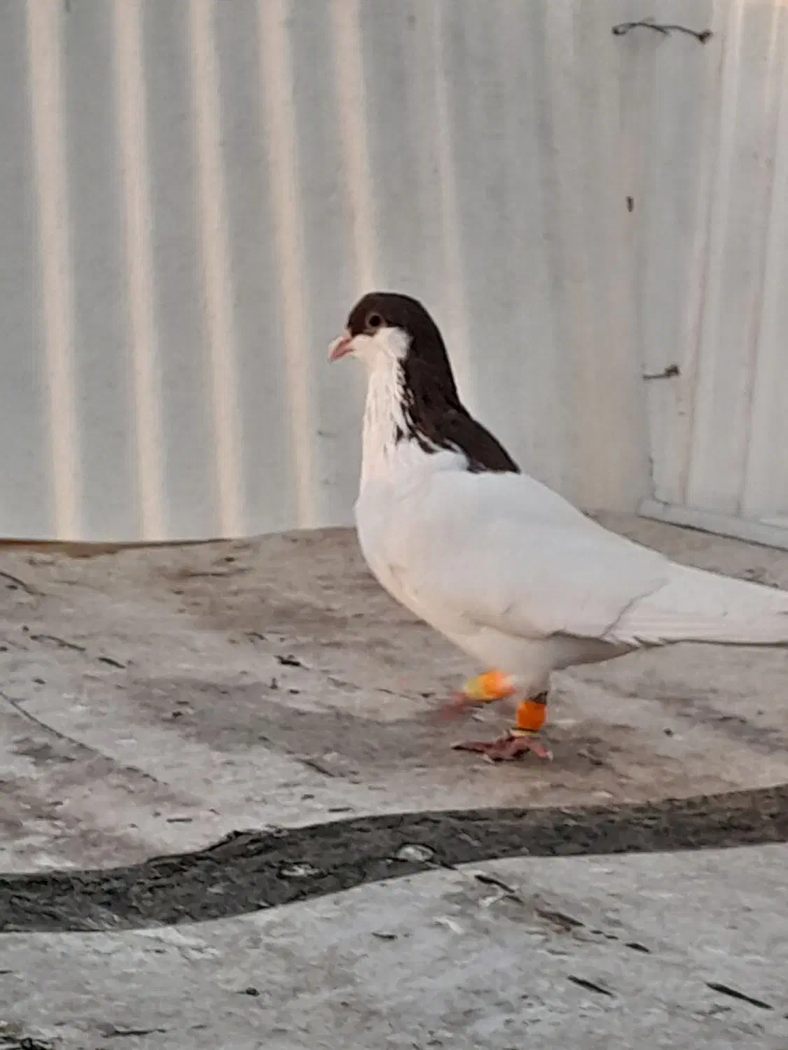 تعدادی کبوتر سیاه پوش با دم سیاه|پرنده|اقبالیه, |دیوار