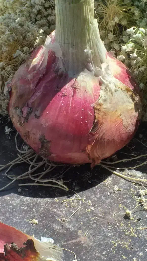 کشاورزی|عمده‌فروشی|فسا, |دیوار