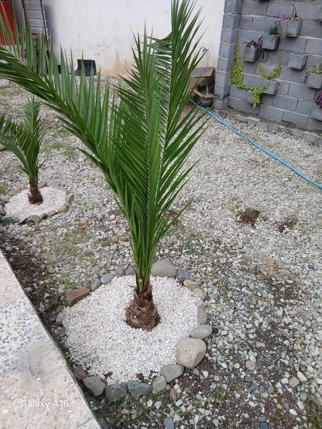 انجام باغبانی هرس گلکاری کود سمپاشی شخم زدن باغبان|خدمات باغبانی و درختکاری|رامسر, |دیوار