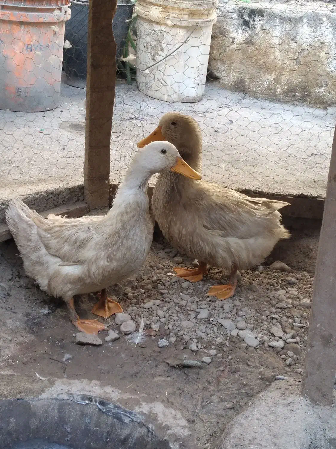 اردک|حیوانات مزرعه|مشهد, شهرک مهرگان|دیوار