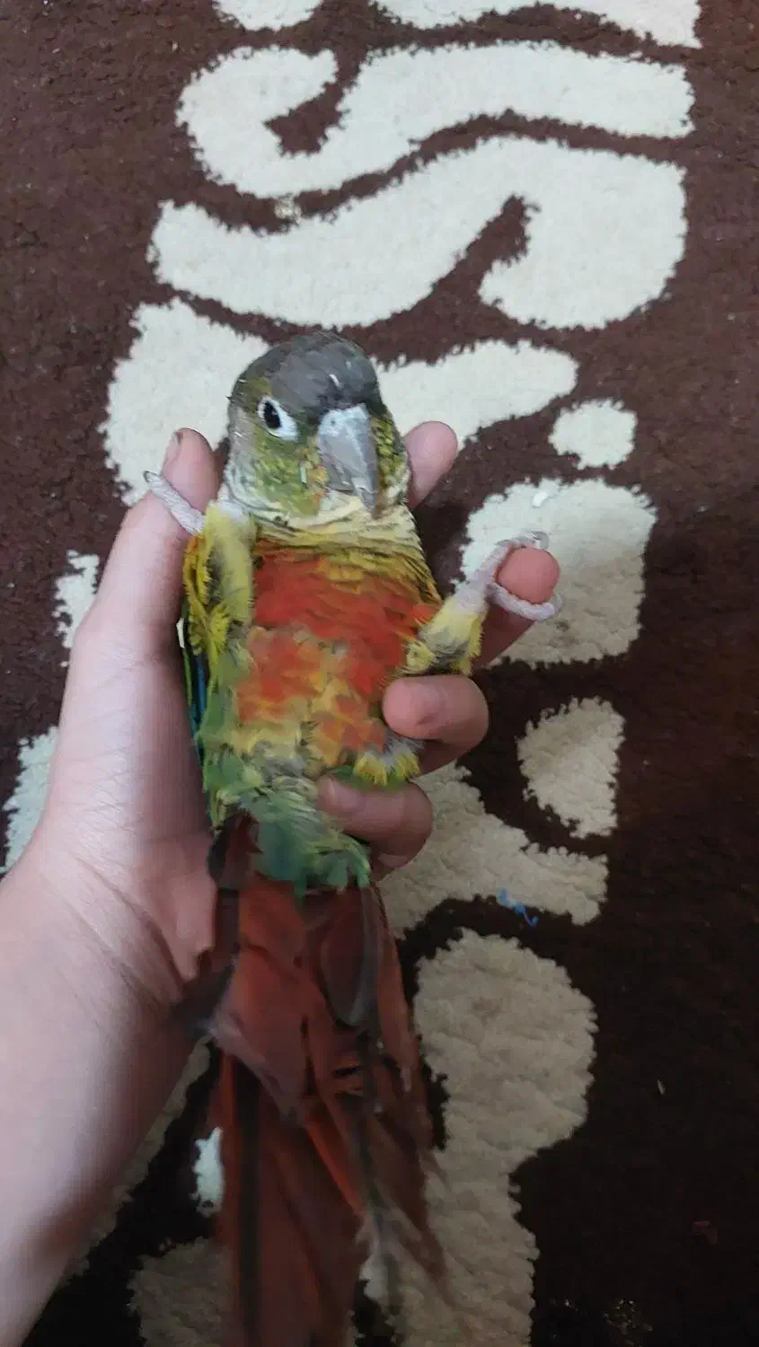 طوطی گرینچیک|پرنده|خرمشهر, |دیوار