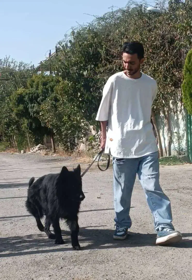 سگ ژرمن بلک سگ نگهبان و گارد|سگ|مشهد, سجاد شهر|دیوار