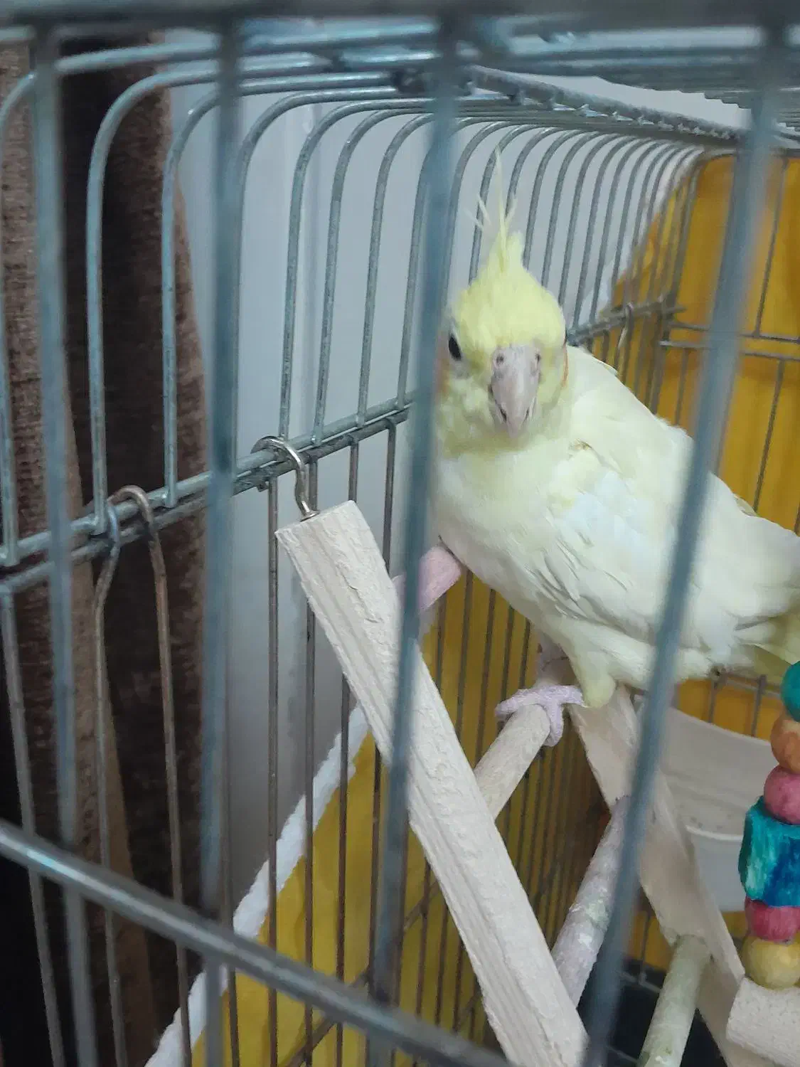 فروش عروس هلندی|پرنده|شیراز, دست خضر|دیوار