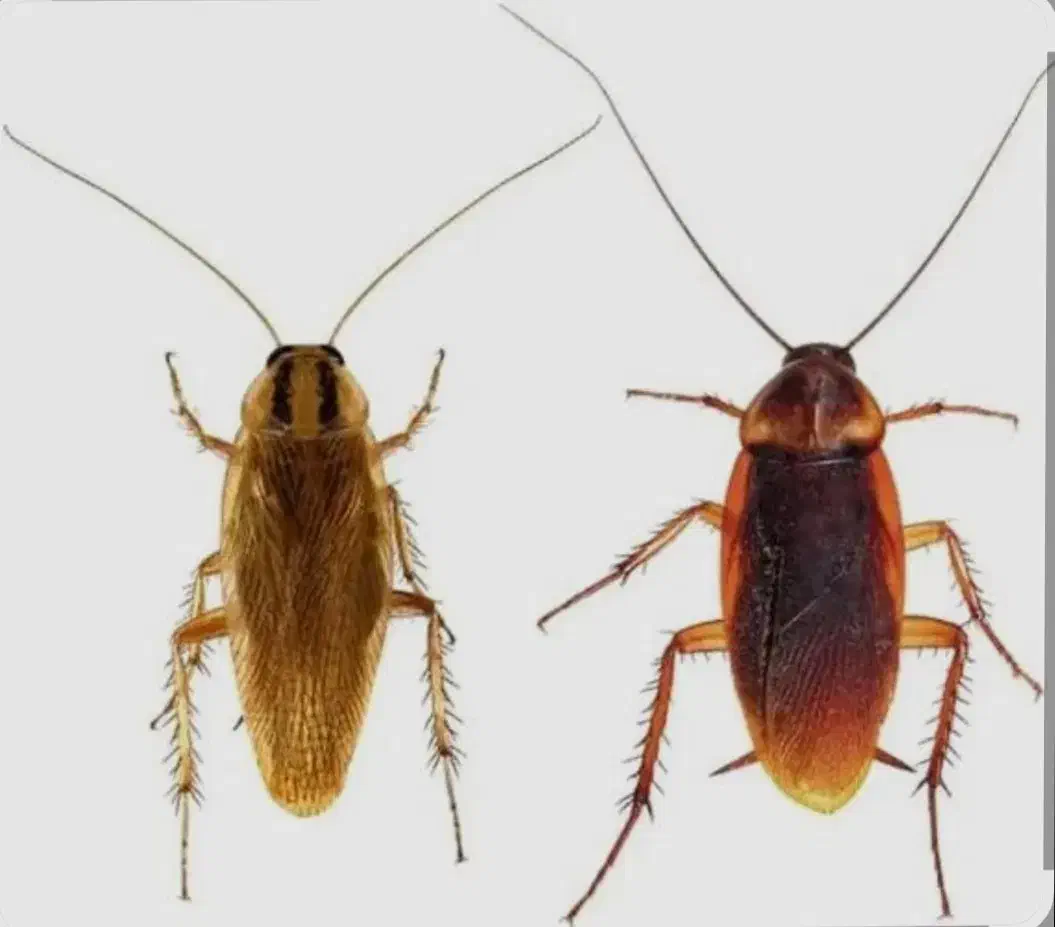 خدمات سم پاشی بانیروی مجرب و کارشناس وباتجربه|خدمات نظافت|آمل, |دیوار