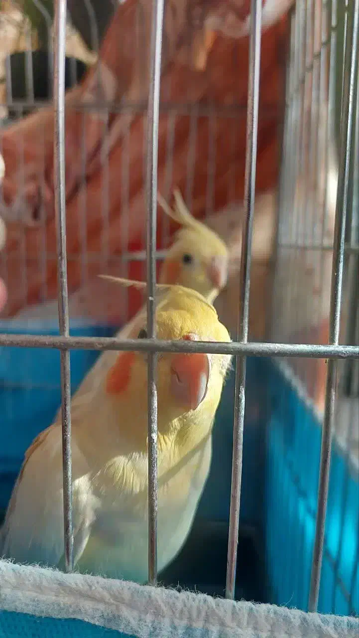 ۲عدد عروس هلندی نر وماده|پرنده|بروجرد, |دیوار