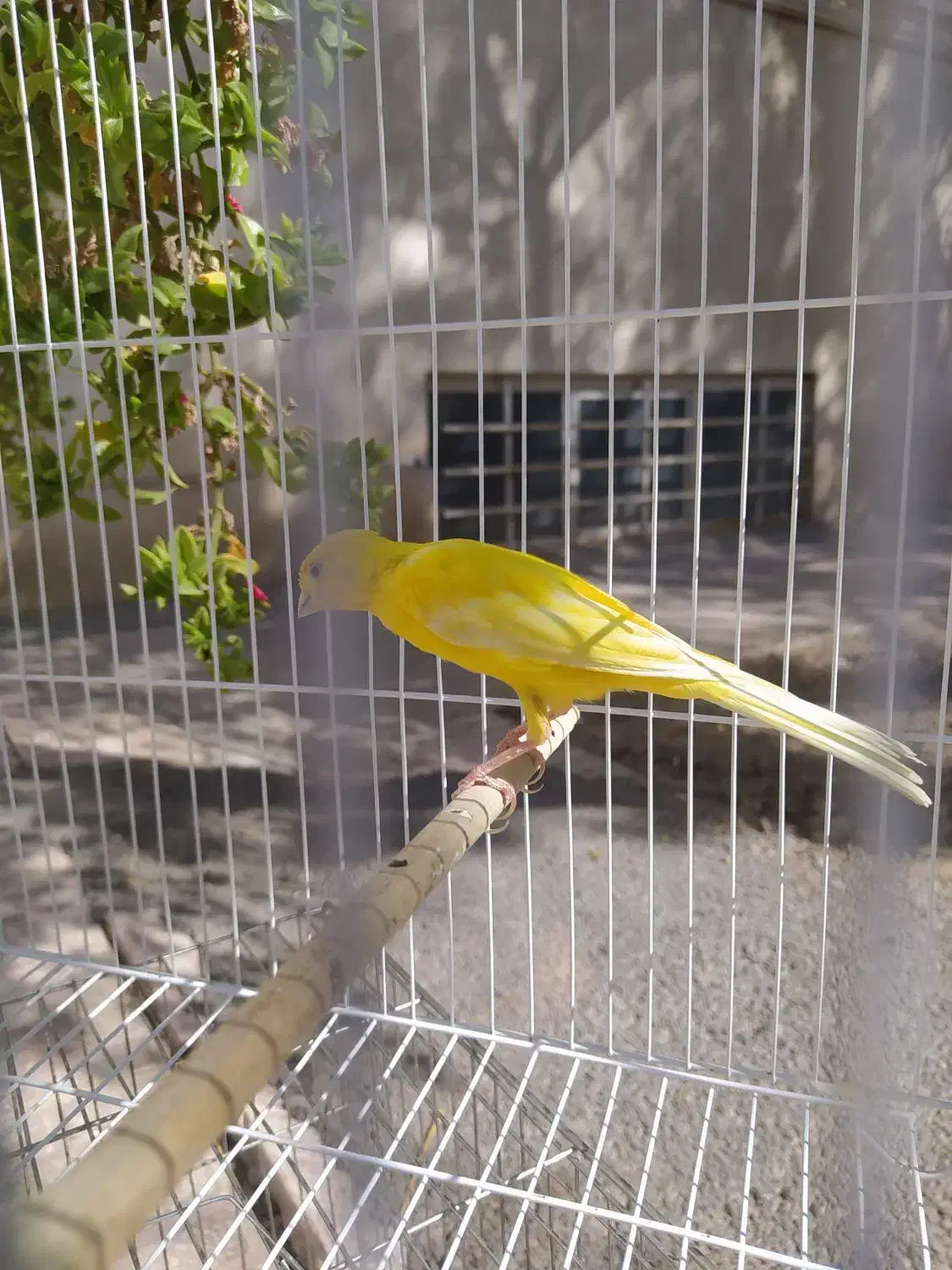 قناری نر قرص زرد رسمی بلند|پرنده|اسلامشهر, شهرک سعیدیه|دیوار