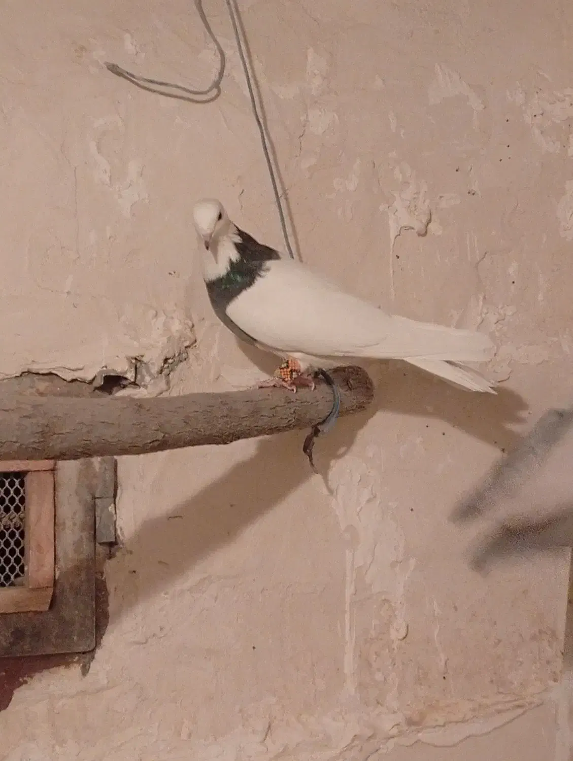 ۱۰ عدد کبوتر طوقی و نامور پراندنی|پرنده|همدان, |دیوار