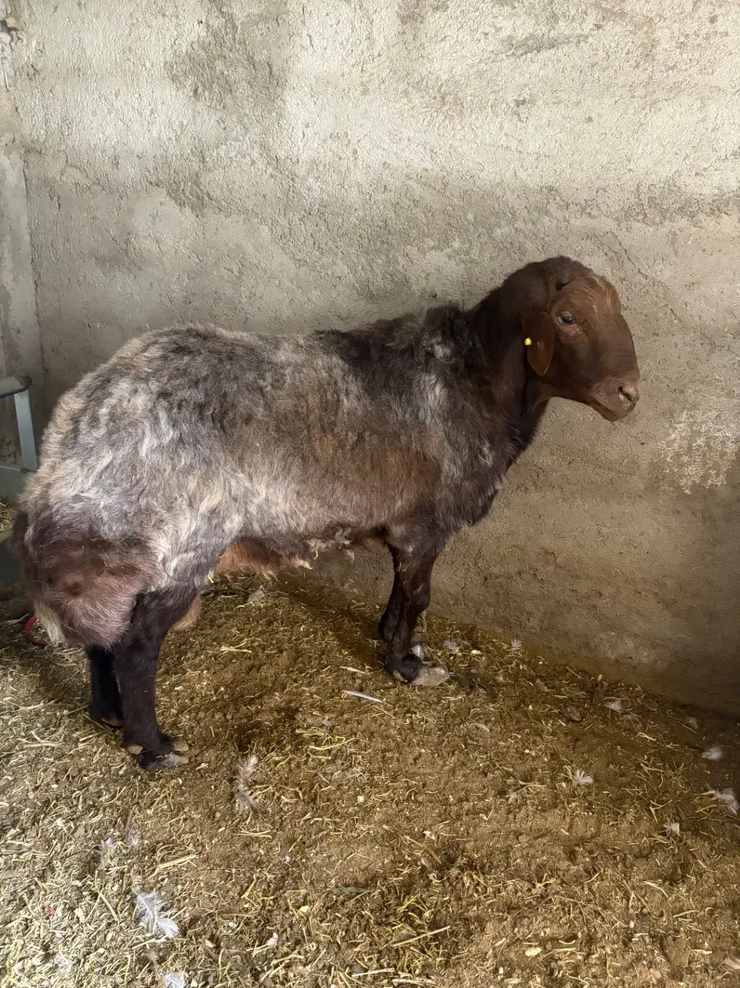 فروش گوسفند هترو|حیوانات مزرعه|کوهسار (البرز), |دیوار