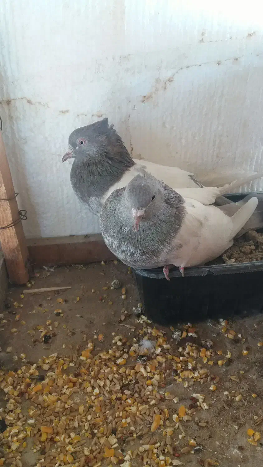 کبوتر سینه ای ست یک جفت|پرنده|درگهان, |دیوار