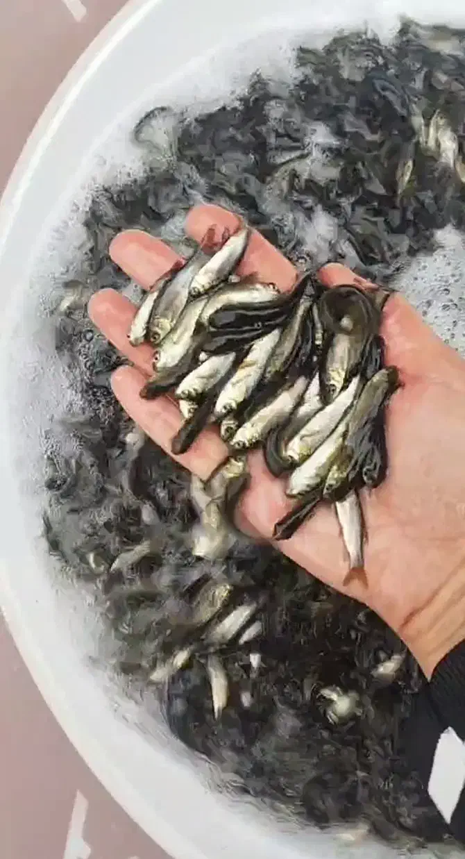 عرضه ماهی بدون واسطه|ماهی|تبریز, |دیوار