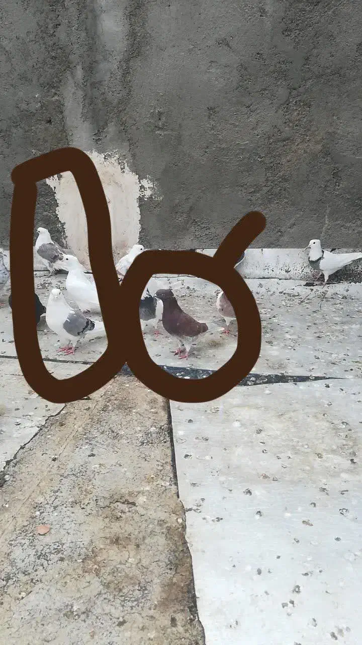 کبوتر|پرنده|میبد, |دیوار