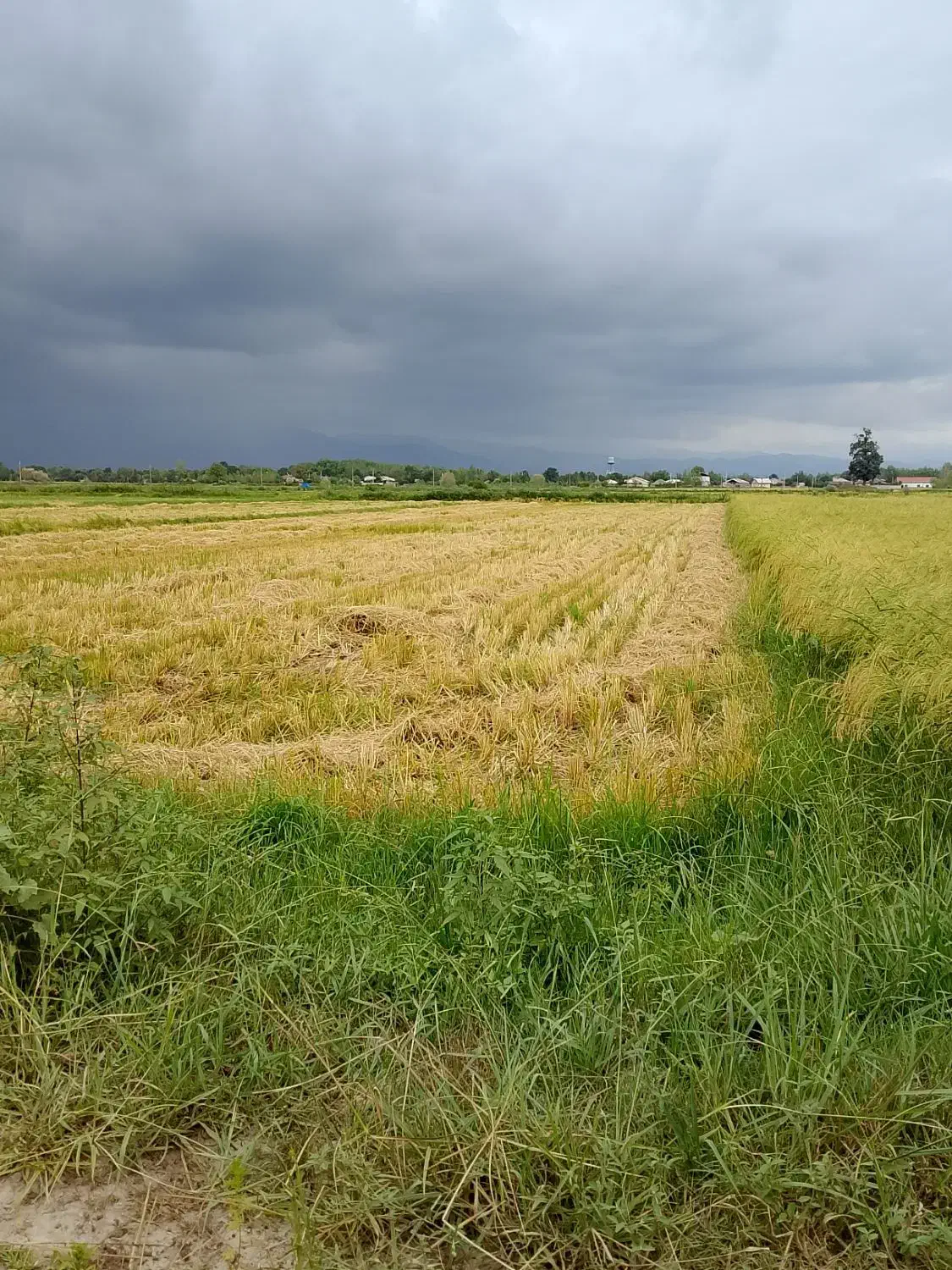 فروش زمین شالیزار|فروش زمین و ملک کلنگی|گوراب زرمیخ, |دیوار