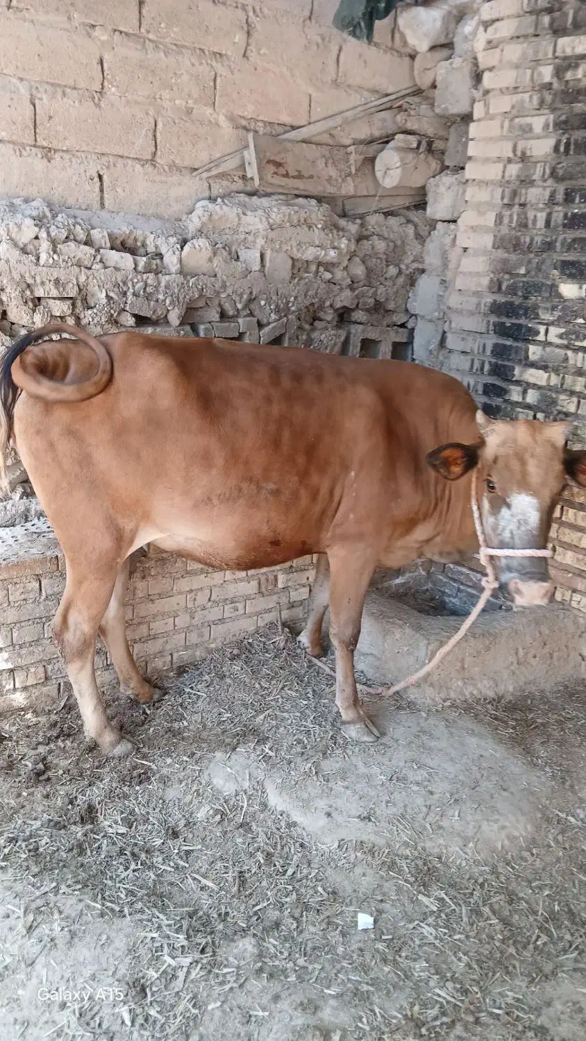 گاو|حیوانات مزرعه|باوی, |دیوار