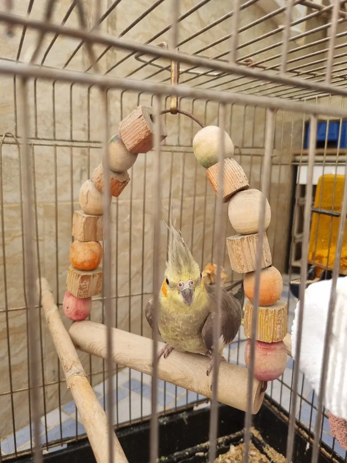 واگذاری عروس هلندی|پرنده|پاکدشت, پاکدشت (مامازند)|دیوار