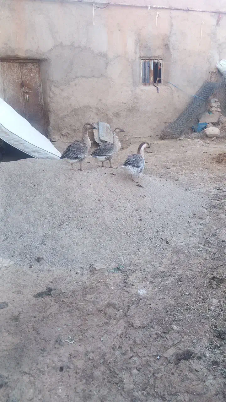 غاز|حیوانات مزرعه|قزوین, |دیوار