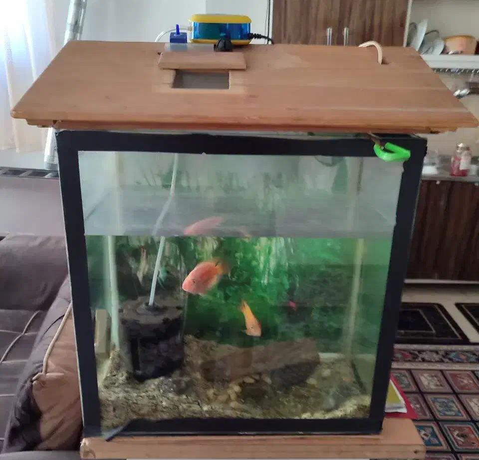 اکواریوم بدون ماهی|ماهی|شاهین‌شهر, شهرک گلدیس|دیوار