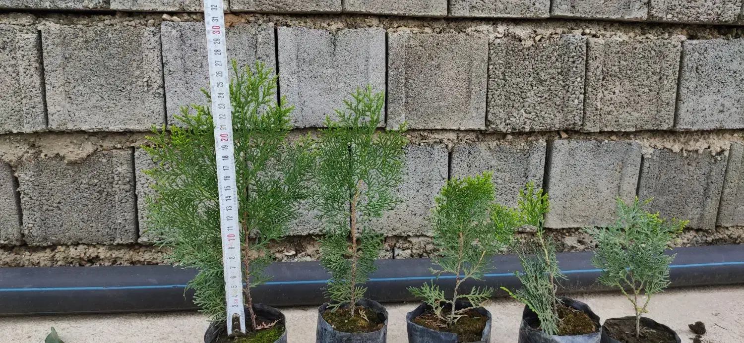 فروش نشا کامیس سبز و سرطلا با کیفیت عالی|گل و گیاه طبیعی|نکا, |دیوار