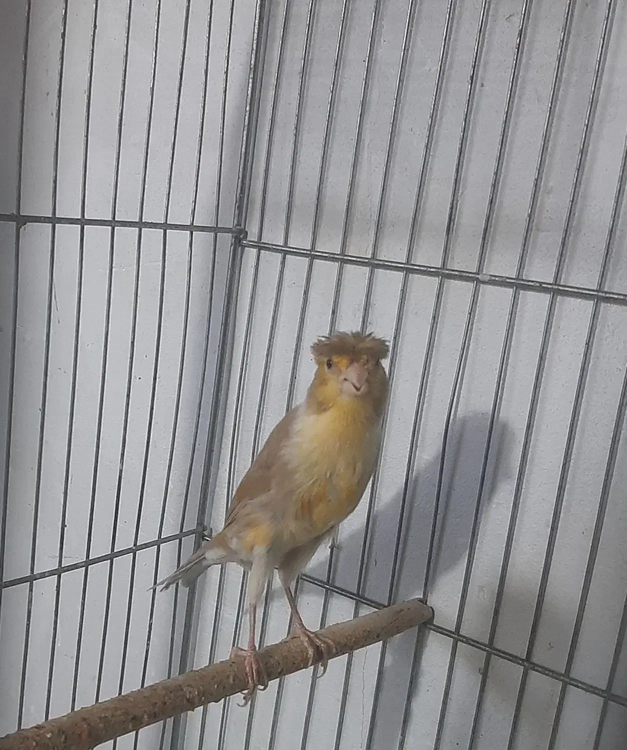 قناری نر|پرنده|بروجرد, |دیوار