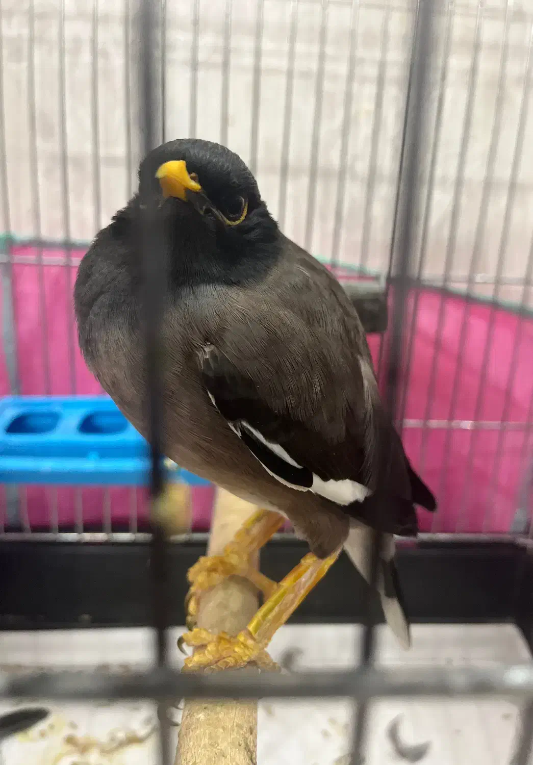 فروش مرغ مینا|پرنده|شیراز, تلخ داش|دیوار