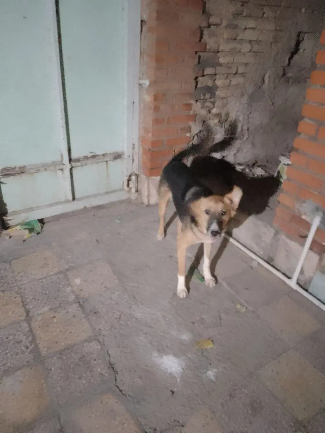 سگ دورگه ژرمن قدر جون|سگ|اندیمشک, |دیوار