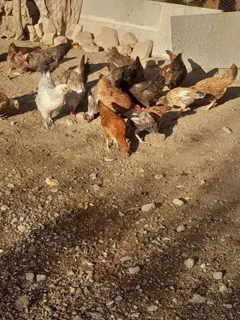 مرغ وخروس|حیوانات مزرعه|بیلوار, |دیوار