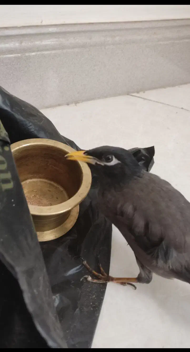 جوجه مینا|پرنده|مشهد, هفده شهریور|دیوار