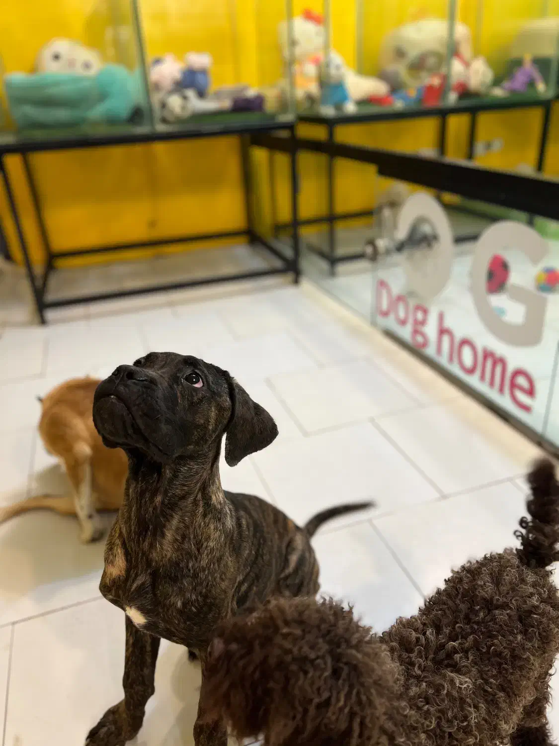 هتل پانسیون سگها شرق و شمال شرق|خدمات پیشه و مهارت|تهران, سوهانک|دیوار