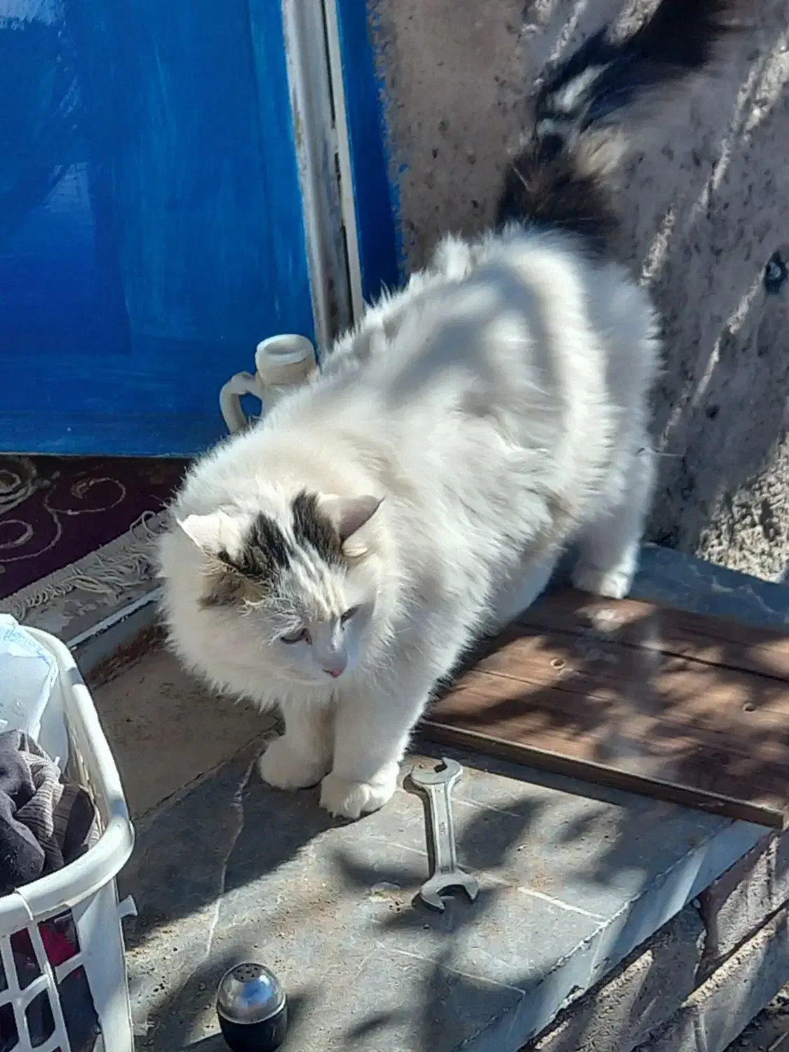 گربه خونگی بسیار خوشگل|گربه|قره پشتلو, |دیوار