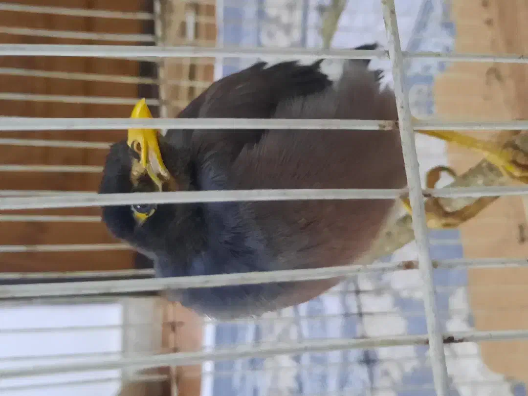 مرغ مینا ۷ ماهه نر|پرنده|ماسال, |دیوار