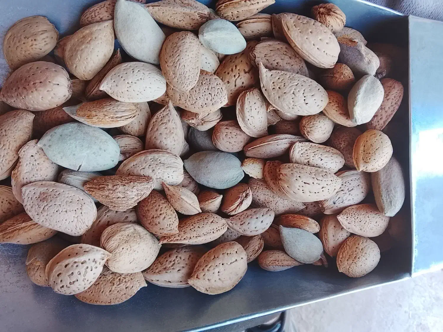 گردو بادام کشمش|عمدهفروشی|نیشابور, شهید بهشتی|دیوار