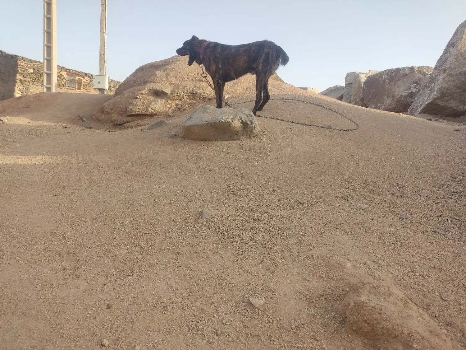 دو قلاده سگ سرابی|سگ|نهبندان, |دیوار