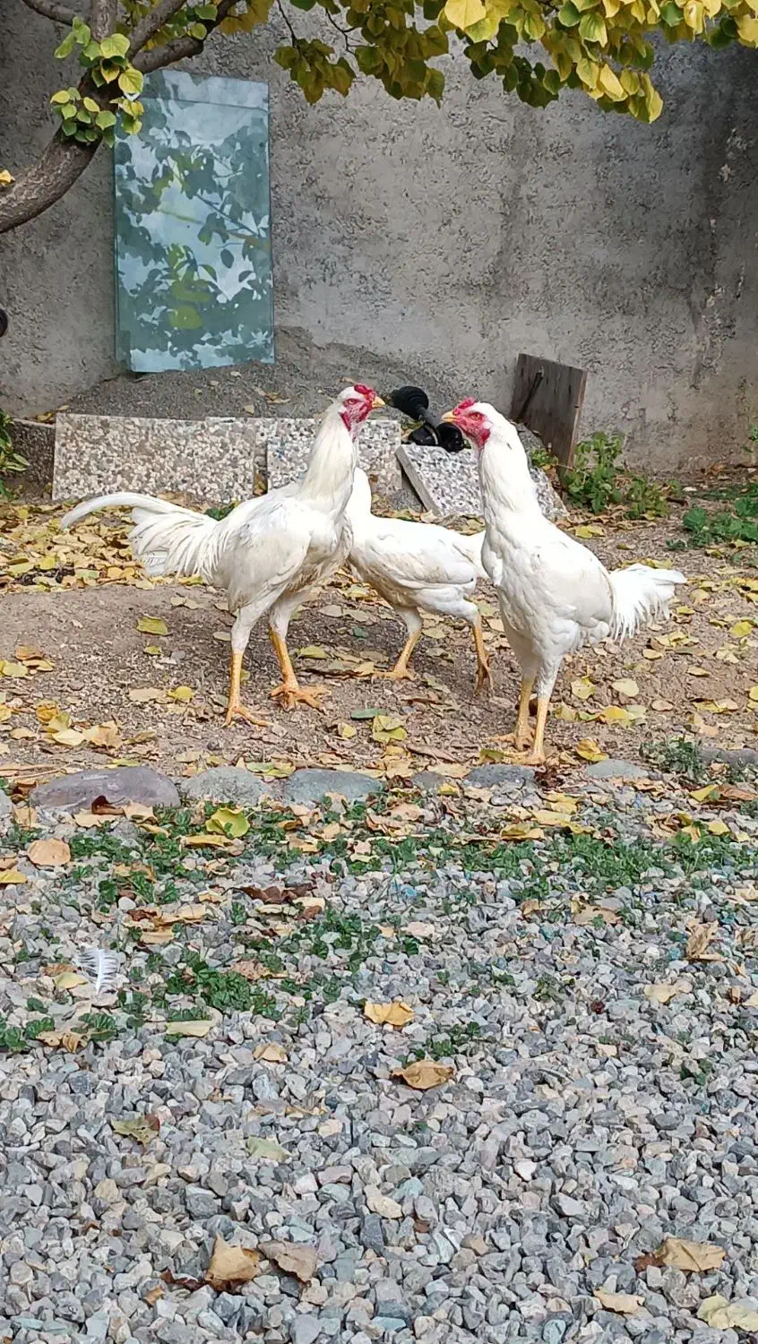 مرغ و خروس لاری|حیوانات مزرعه|آبیک, |دیوار