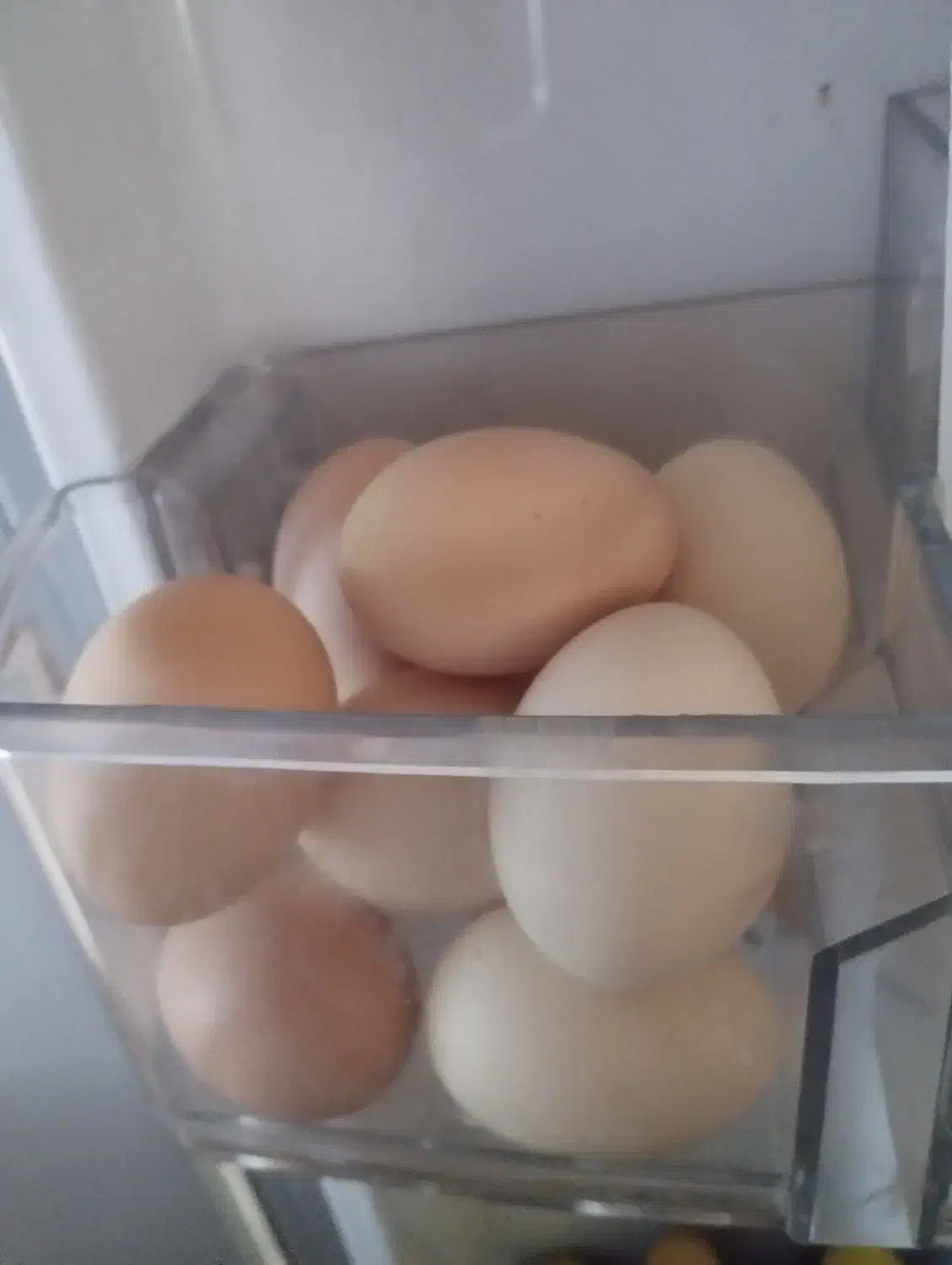 تخم مرغ محلی|خوردنی و آشامیدنی|ایوان, |دیوار