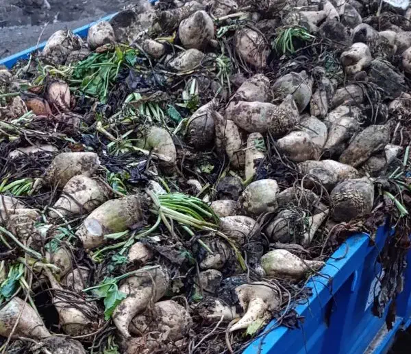 چغندر|حیوانات مزرعه|اسلام آباد, |دیوار