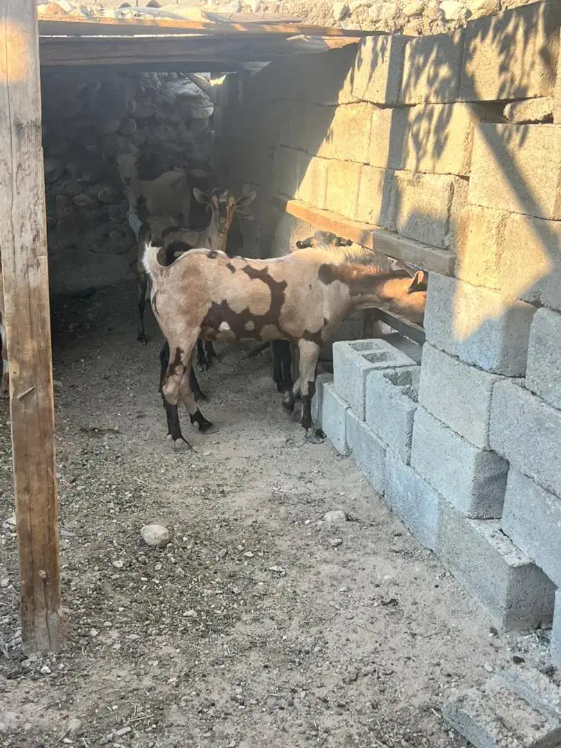 بز پچی نر و ماده فروشی|حیوانات مزرعه|خمیر, |دیوار