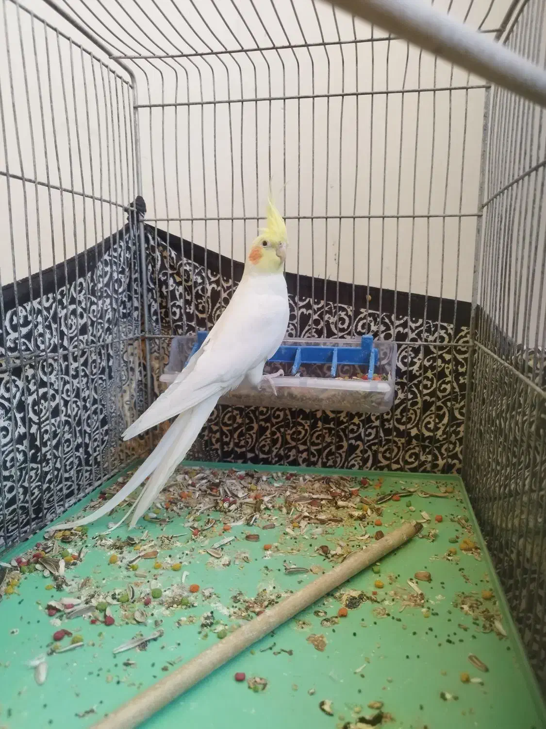 عروس هلندی ماده مست|پرنده|پرند, فاز ۶|دیوار