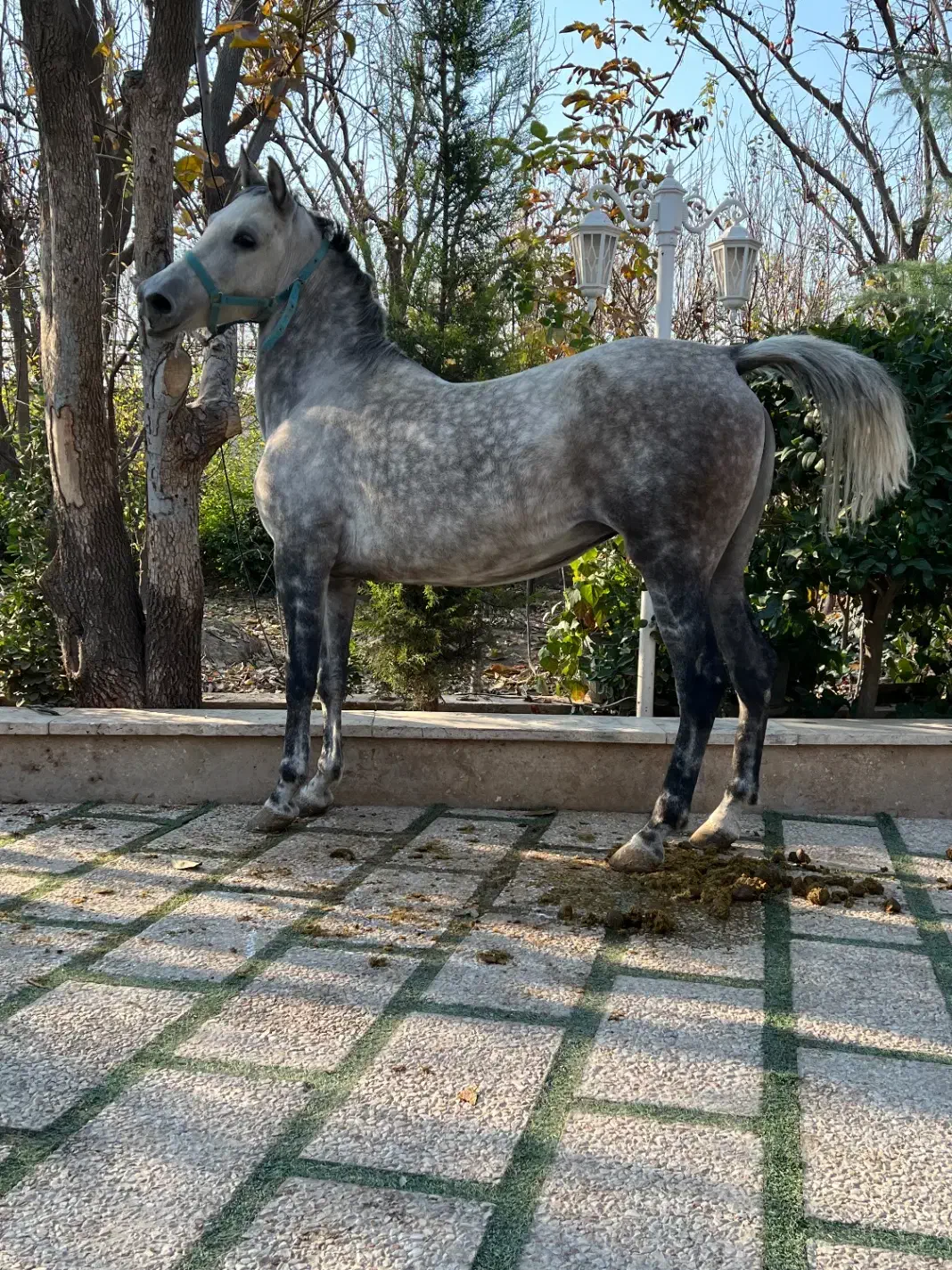 اسب مادیان با کره و کره از سهیل حیدر|اسب و تجهیزات اسبسواری|شهریار, شهرک امیریه|دیوار