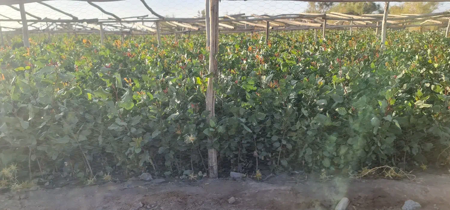 نهال پسته درجه یک|گل و گیاه طبیعی|ماهان, |دیوار