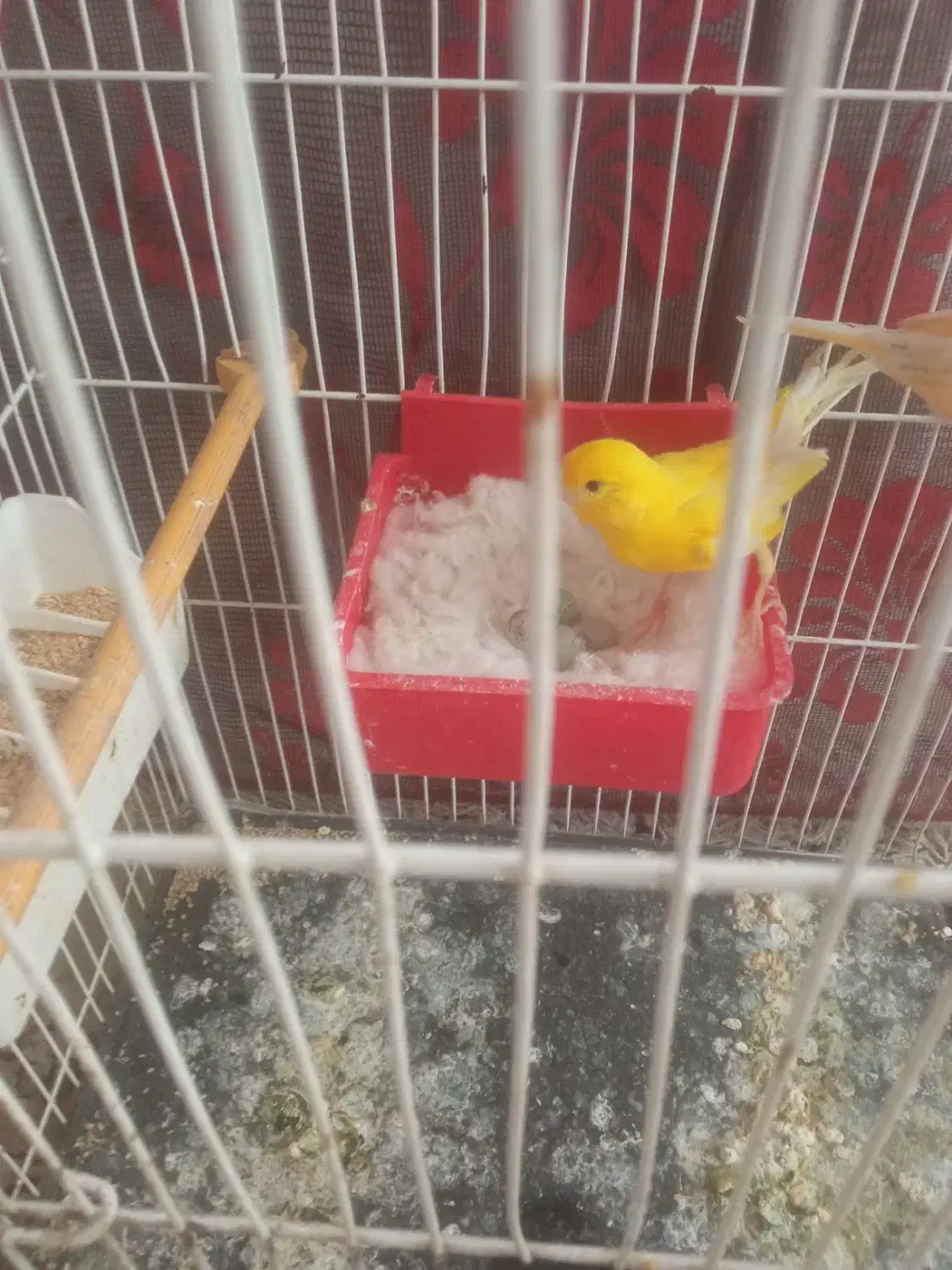 قناری جفت زرد وسرخ با سه عددتخم|پرنده|سبزوار, طبرسی (جعفرآباد)|دیوار