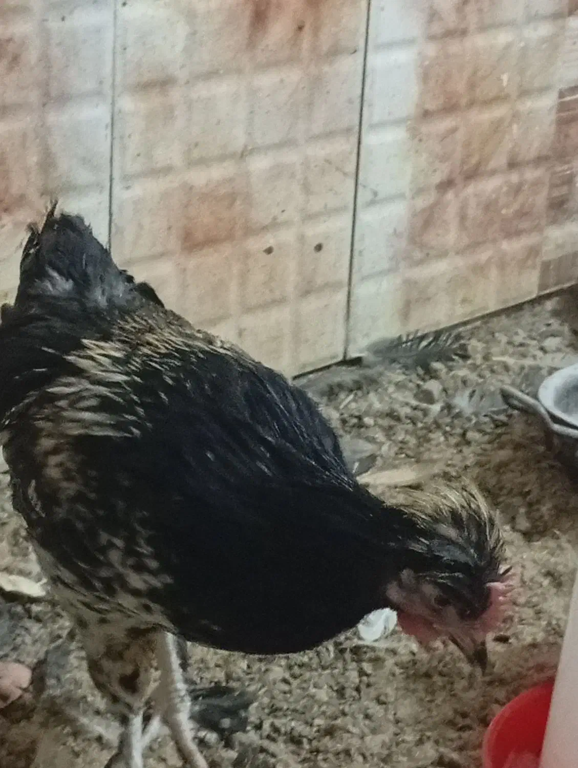 مرغ خروس|حیوانات مزرعه|اشکذر, |دیوار