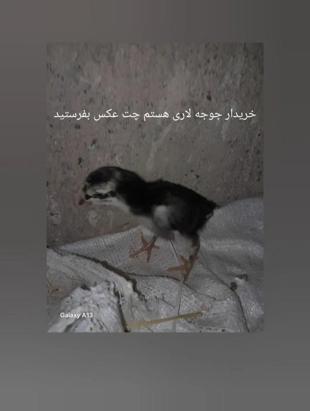 مرغ و خروس و جوجه و نوچه فروشی حراج|حیوانات مزرعه|زاهدان, |دیوار