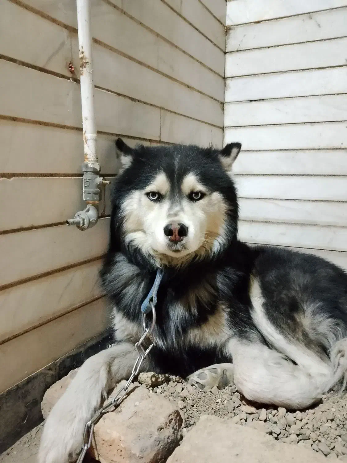 سگ هاسکی لوس و کاملا حرف گوش کن|سگ|رودهن, |دیوار