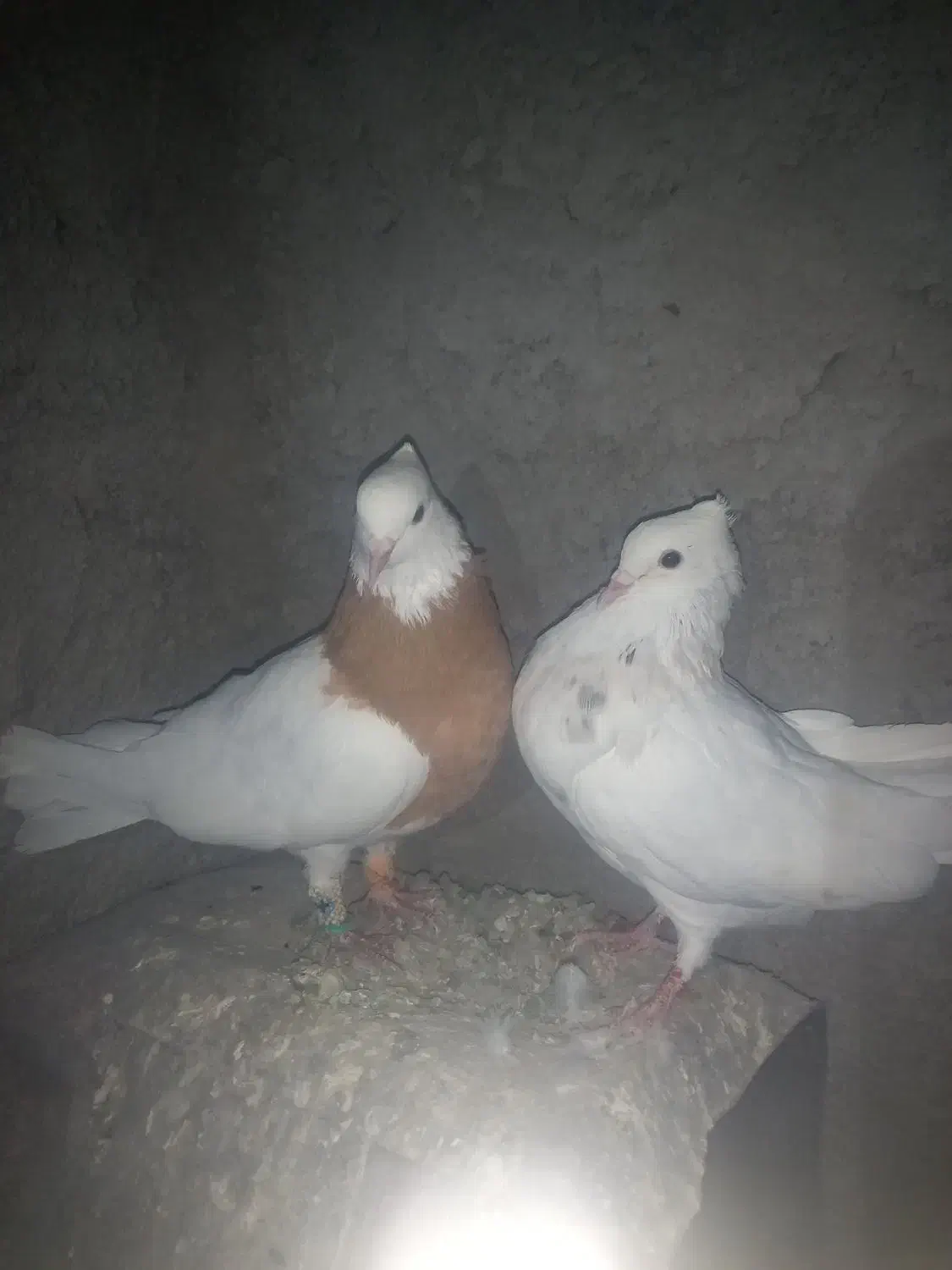 طوقی زرد طوقی هفرنگ|پرنده|سبزوار, قصبه شرقی|دیوار